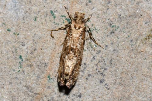Morophaga choragella